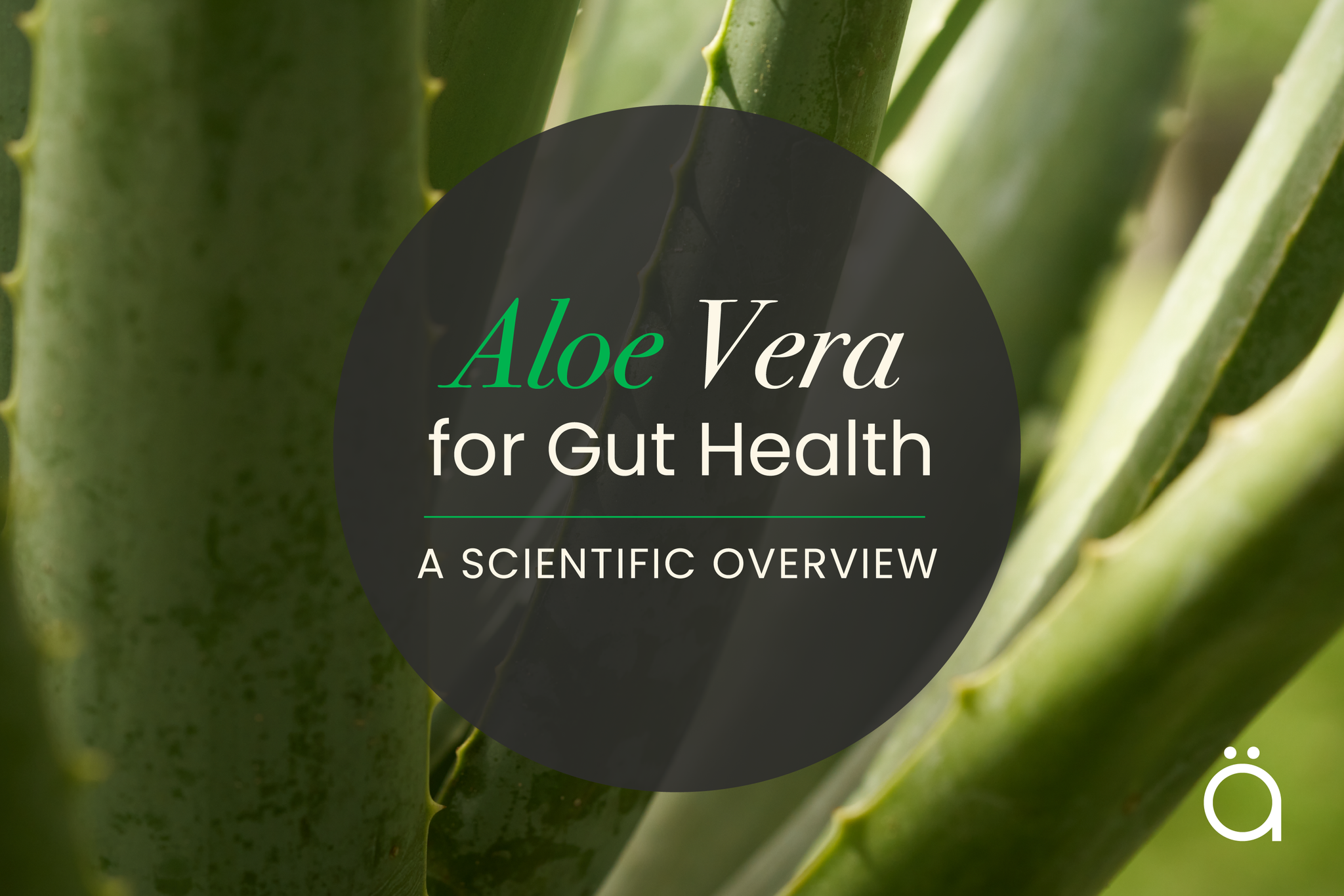 Aloe Vera for Gut Health: Evidence Behind the Plant-Based Digestive Aid