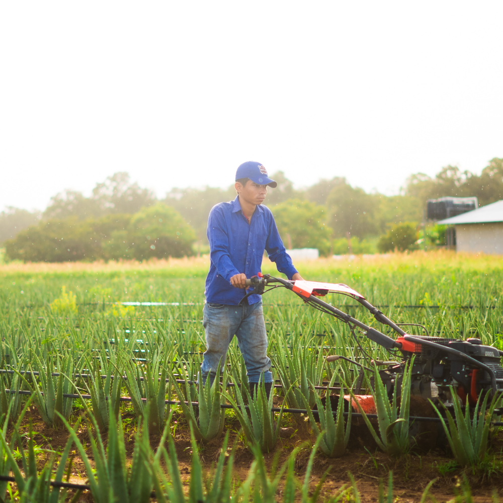 almä farmer tilling the aloe vera rows in Guanacaste, Costa Rica