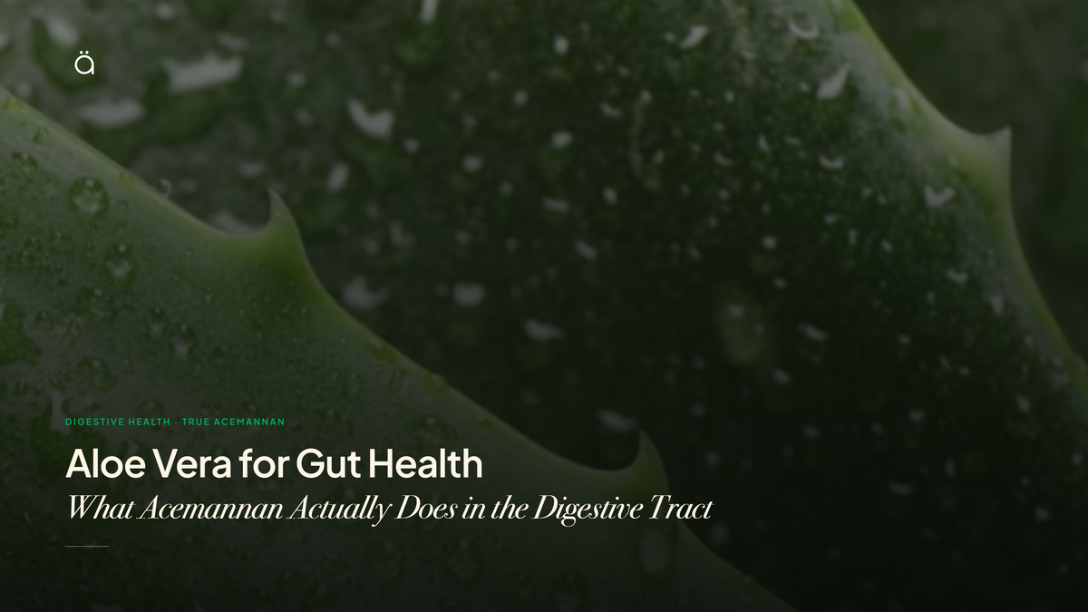 Aloe Vera for Gut Health: What Acemannan Actually Does in the Digestive Tract