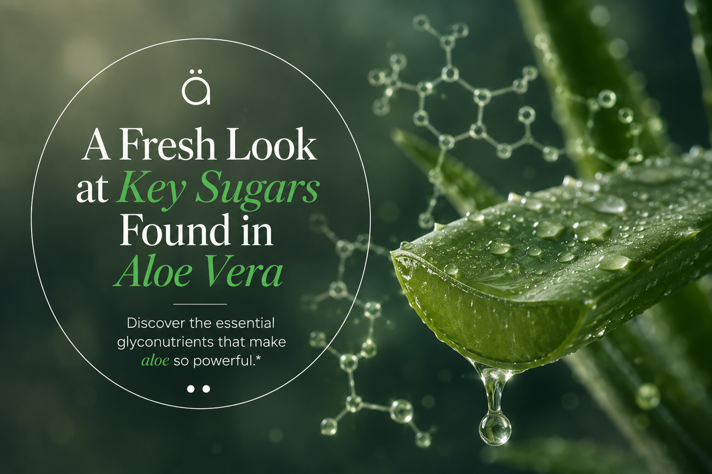 Essential Sugars in Aloe Vera