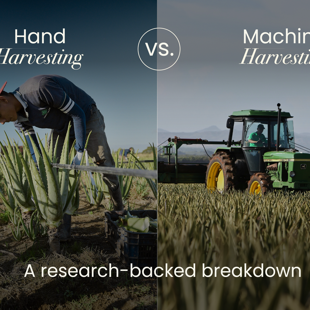 Hand vs. Machine Harvesting Aloe | Quality, Care & Farming Methods