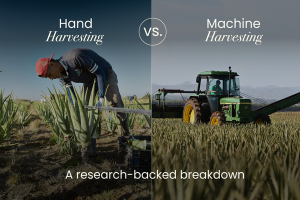 Hand-Harvesting vs. Machine Harvesting Aloe Vera