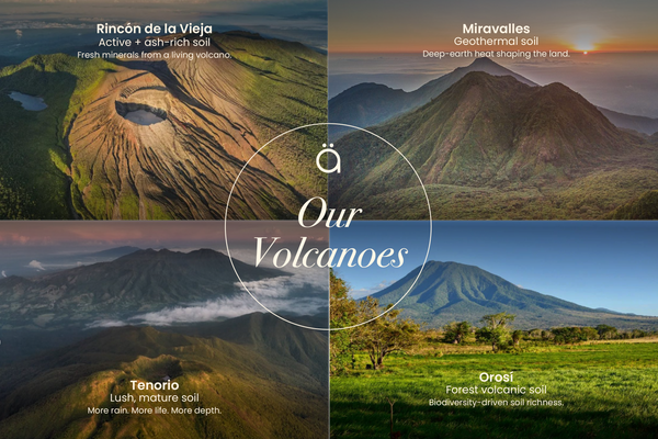 Volcanic Soil and Aloe Vera
