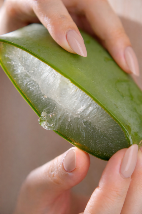 Fresh aloe vera inner leaf gel held by hand