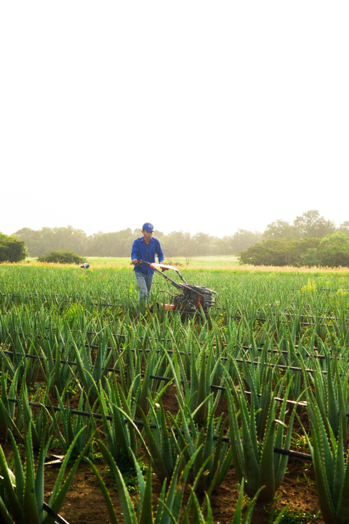 Worker harvesting aloe vera plants in a field