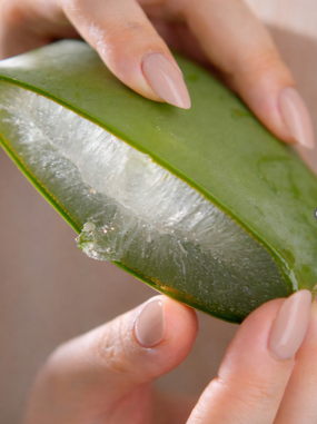 Hands holding a fresh aloe vera leaf showing the inner gel