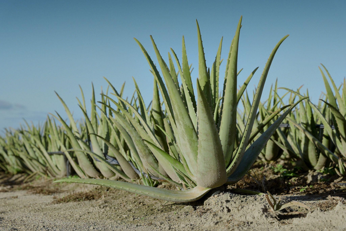 Aloe vera plant growing in the field